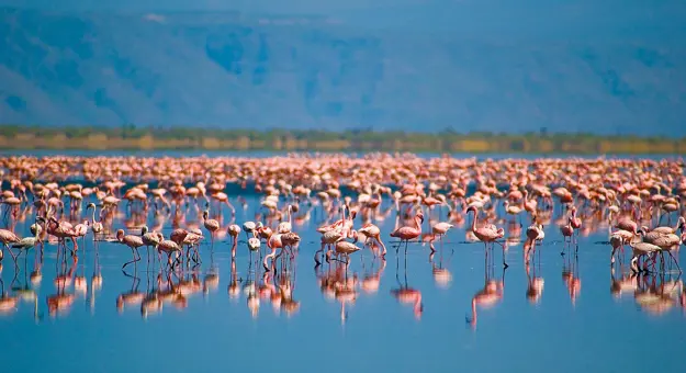  Flamingos, Tanzania