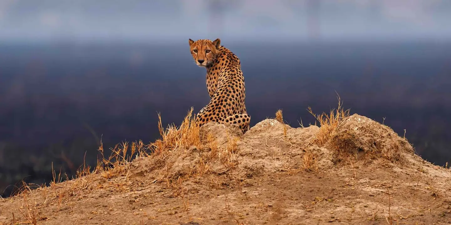 Leopard In Botswana