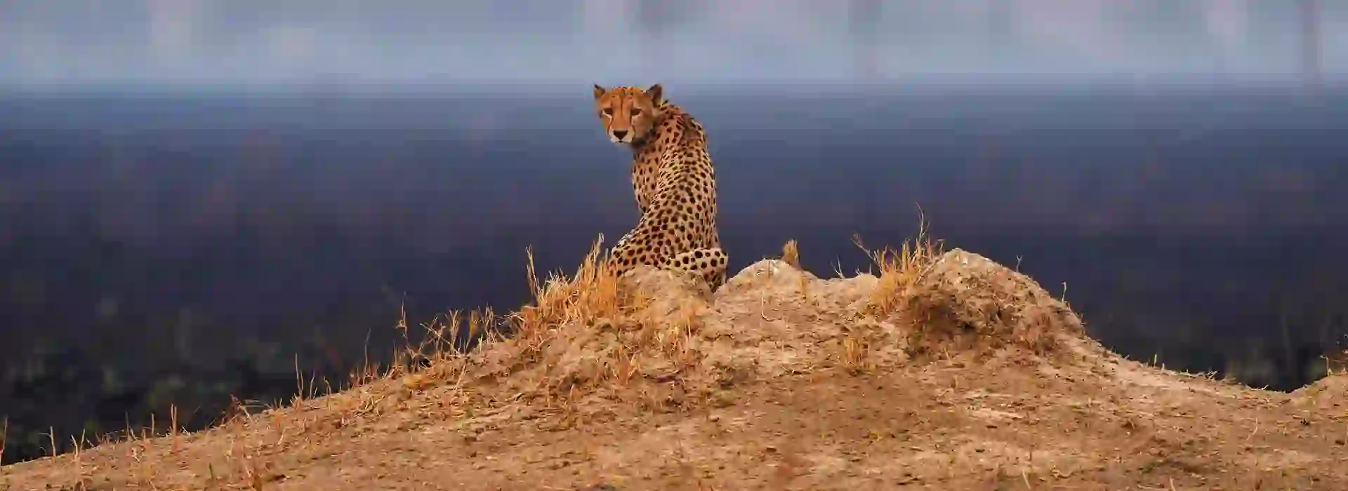Leopard In Botswana