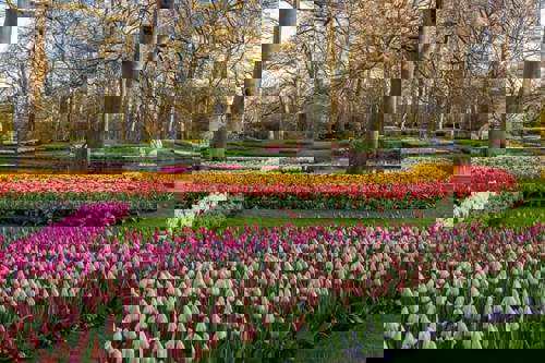 More flowers than you’ve ever seen before